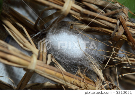 Silkworm of Tomioka Silkworm Silkworm of Tomioka Silkworm 5213031
