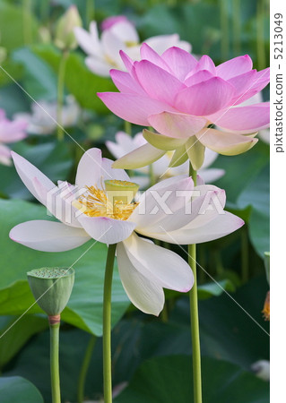 古蓮花 5213049
