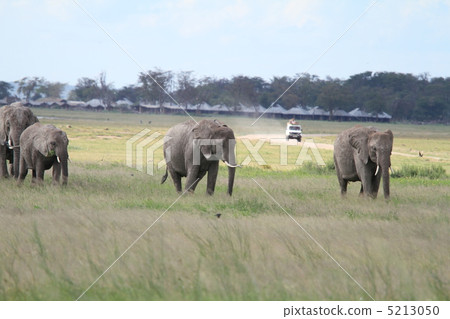 Wild African elephant and wildlife 5213050