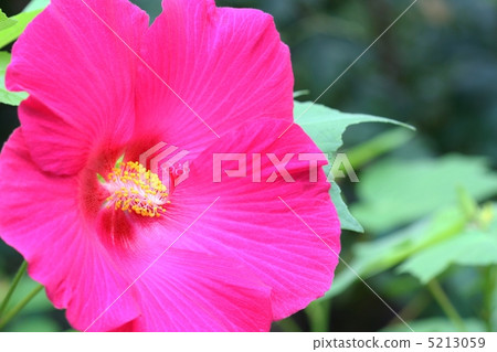 Yellow stamina is beautiful Fuyo flower 5213059