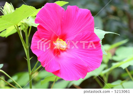 Flower of beautiful flower blooming in heat 5213061