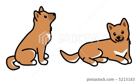 Shiba Inu Shiba Inu 5213183