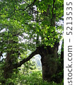 Couple couple on Yakushima 5213535