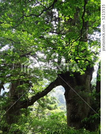 在屋久島的夫婦夫婦 5213535