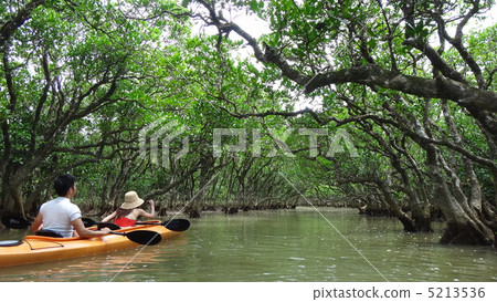紅樹林獨木舟 5213536