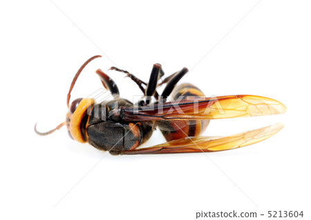 Hornet 5213604