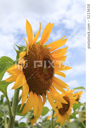 Sunflower field 5213638