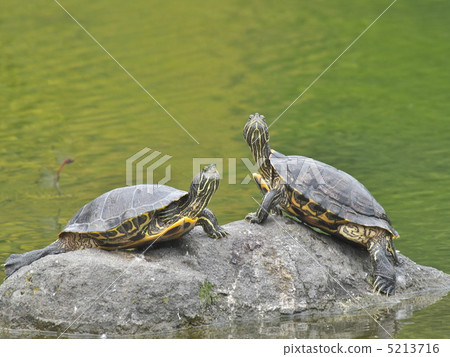 What is it ~? 5213716