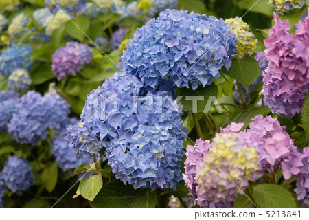hydrangea flower 5213841