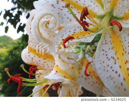 Wild lily Wild lily 5214025