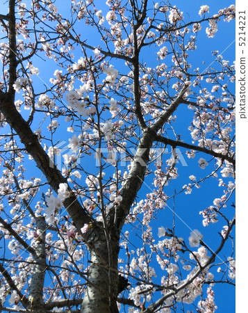 Cherry Blossoms Cherry Blossoms 5214221