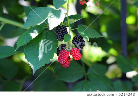 Mulberry fruit -1 Mulberry fruit -1 5214248