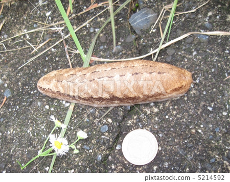 Yamaname Makuji 5214592