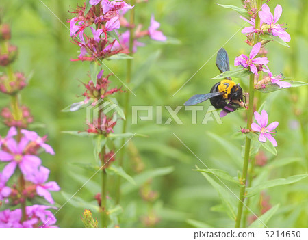 Carpenter bee Carpenter bee 5214650