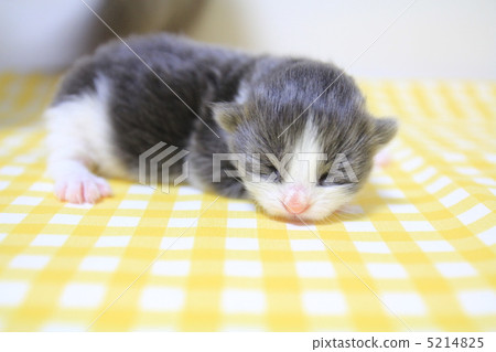 新生小貓 5214825
