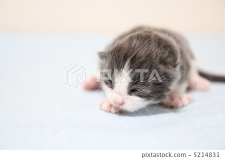 A kitten 5214831