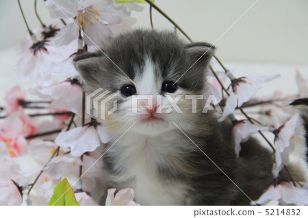 A kitten 5214832