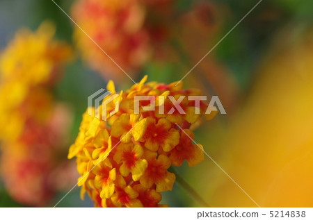 Hanabaru煙花 Hanabaru煙花 5214838