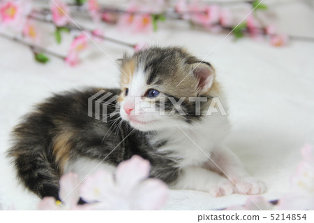 Plum blossoms and kitten 5214854