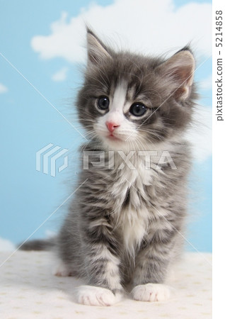 A blue sky and a kitten A blue sky and a kitten 5214858