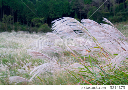 Miscanthus 5214875