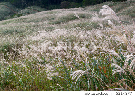 Miscanthus 5214877