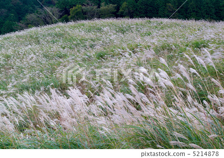 Miscanthus 5214878