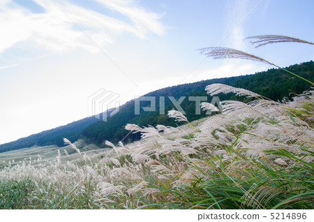 Miscanthus 5214896