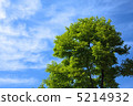 Blue sky and fresh green 5214932