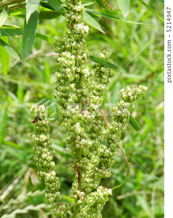 覆盆子(Yute) 覆盆子(Yute) 5214947