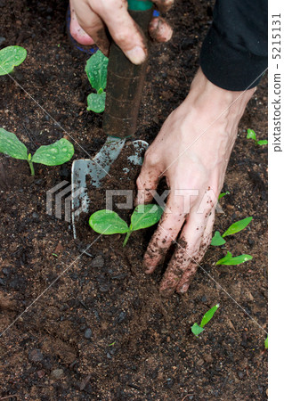 重新種植南瓜苗 5215131