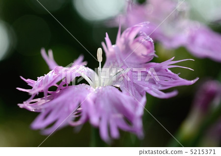 Nadesico's Stamen Nadesico's Stamen 5215371