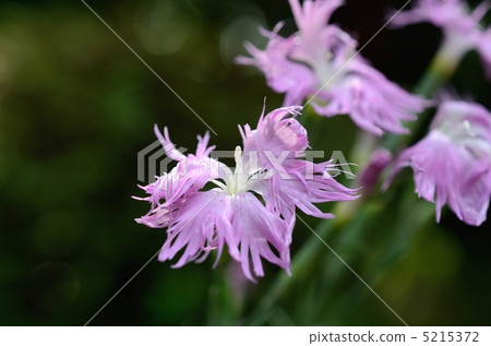 Dianthus flower Dianthus flower 5215372