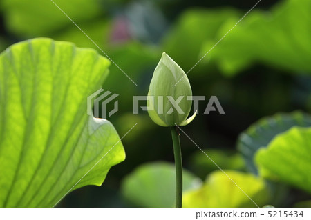 主角的誕生 5215434