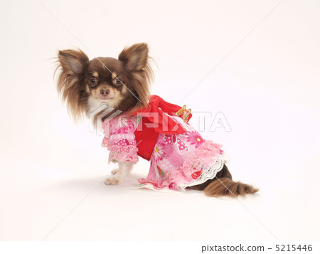 穿yukata的茶狗 穿yukata的茶狗 5215446