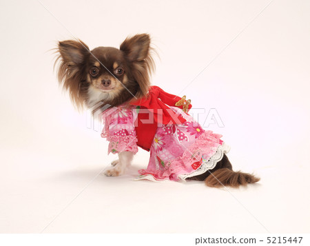 穿yukata的茶狗 5215447