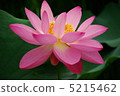 A lotus 5215462