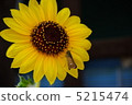 sunflower	 5215474
