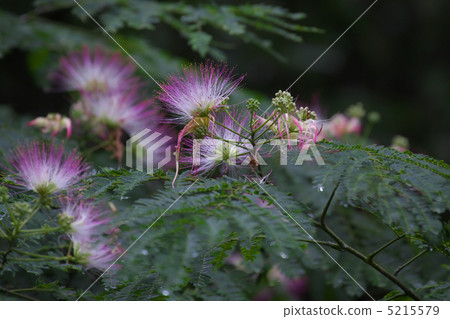 Mixed flowers 5215579