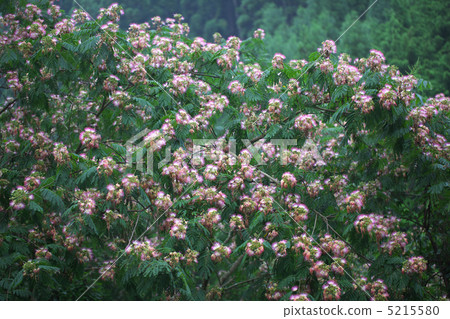 混合的花朵 5215580