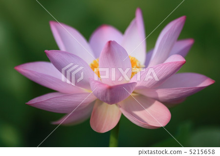 蓮花 蓮花 5215658