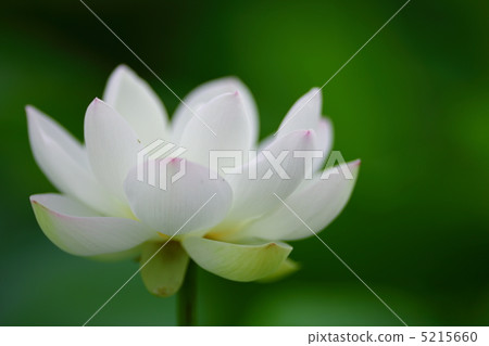 蓮花 5215660