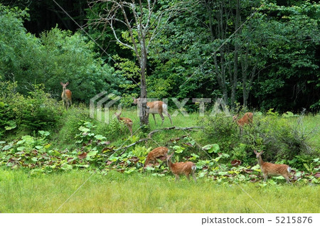Flock of Ezo deer Flock of Ezo deer 5215876