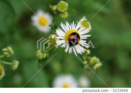 Haldion, ladybug Haldion, ladybug 5215948