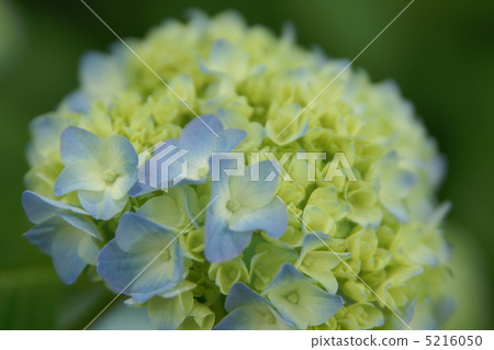 Hydrangea 5216050