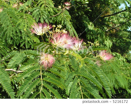 Pink flowers blooming in the summer flower of Nemenki Pink flowers blooming in the summer flower of Nemenki 5216172