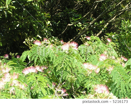 Pink flowers blooming in the summer flower of Nemenki Pink flowers blooming in the summer flower of Nemenki 5216173