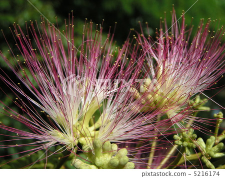Pink flowers blooming in the summer flower of Nemenki Pink flowers blooming in the summer flower of Nemenki 5216174