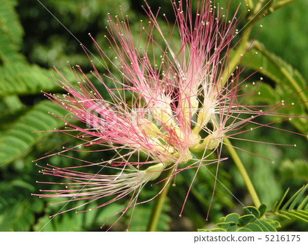 Pink flowers blooming in the summer flower of Nemenki Pink flowers blooming in the summer flower of Nemenki 5216175