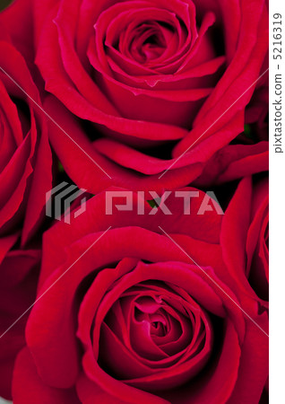 Crimson rose Crimson rose 5216319